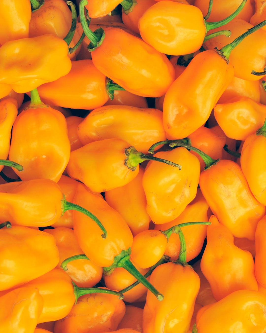 Aji Amarillo: The Ingredient That Defines Peruvian Flavor