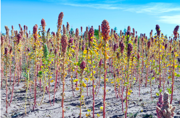 Peruvian Superfoods That Conquered the World
