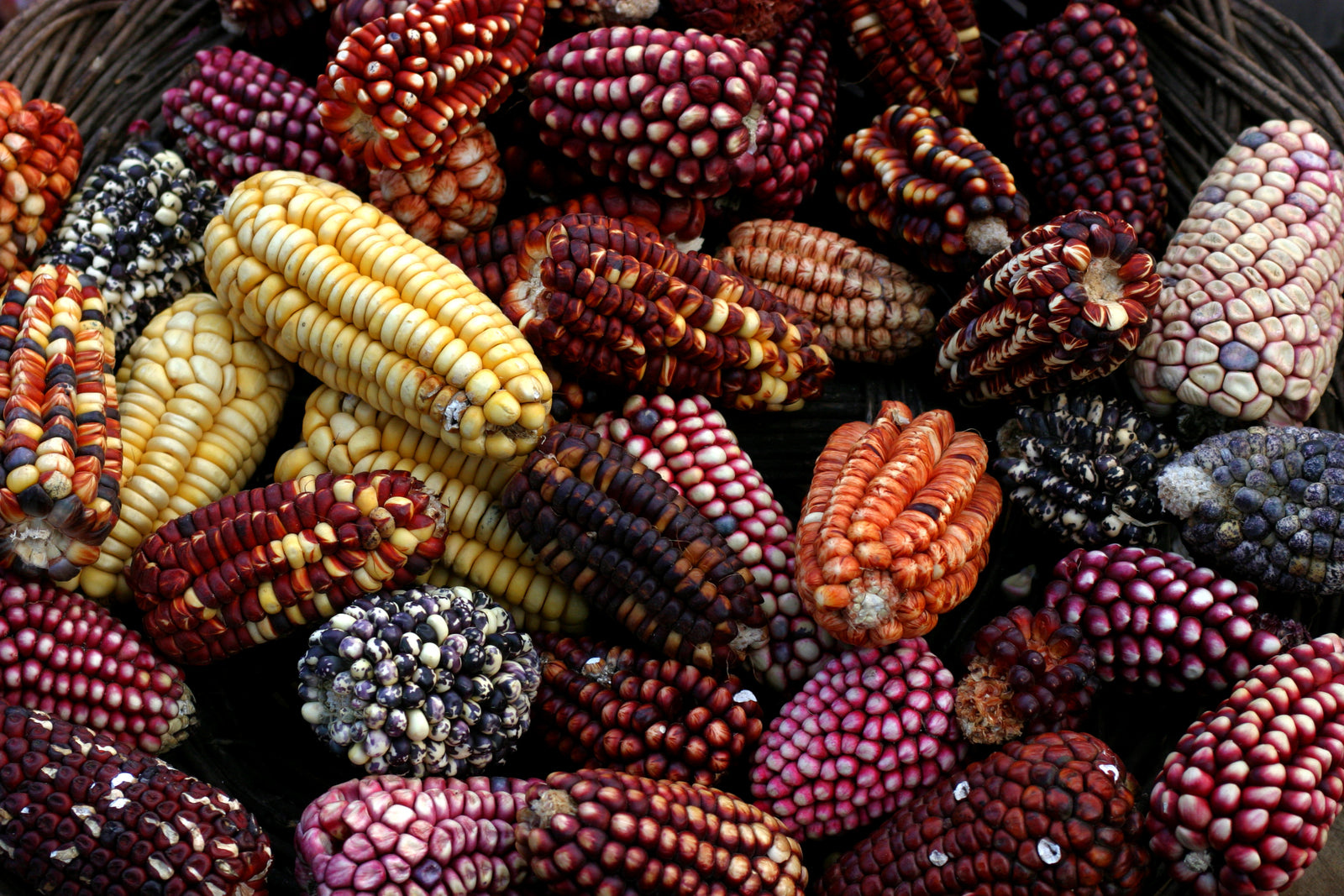 The Culinary Power of Peruvian Corn | Brasa Peruvian Kitchen - Brasa ...