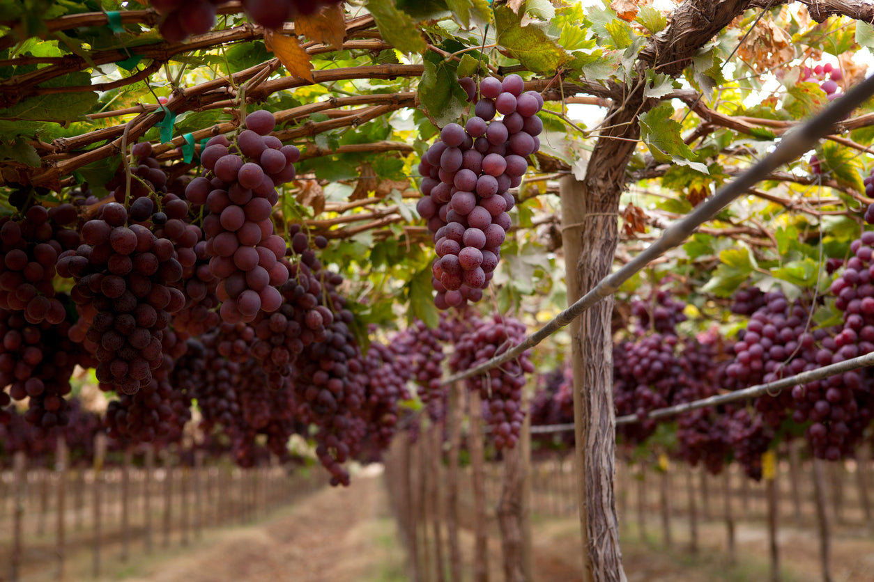 Peruvian vineyard in the desert. Peruvian, Desert grown wine
