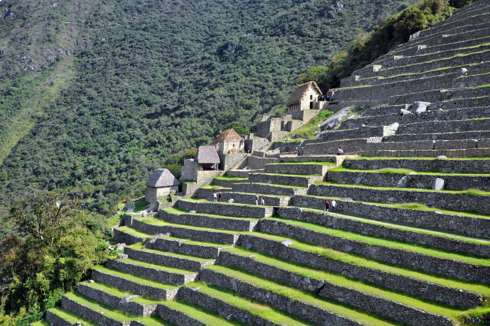 Peruvian Cuisine History: The Inca Legacy Behind Modern Flavors