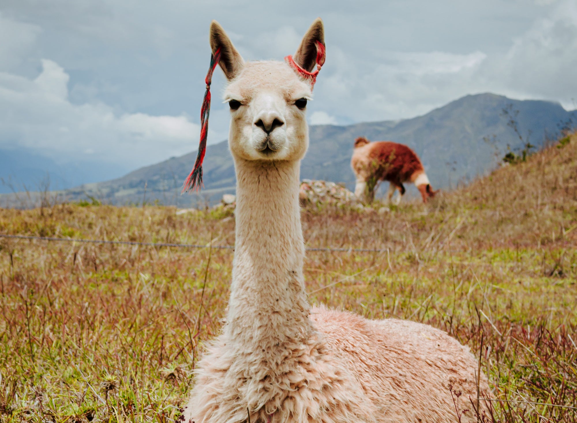 Why Alpacas were Treasured by Ancient Inca Civilization